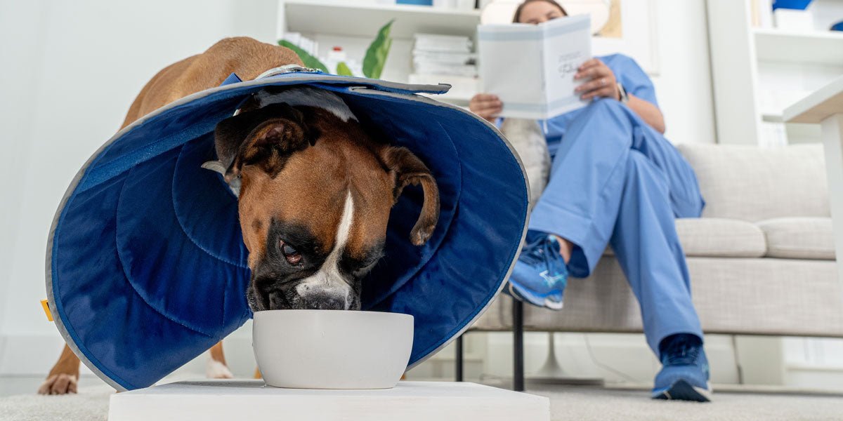 Can My Dog Play in the Cone of Shame?