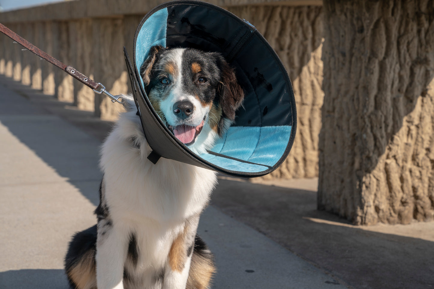 dog wearing calmer e collar cone for recovery