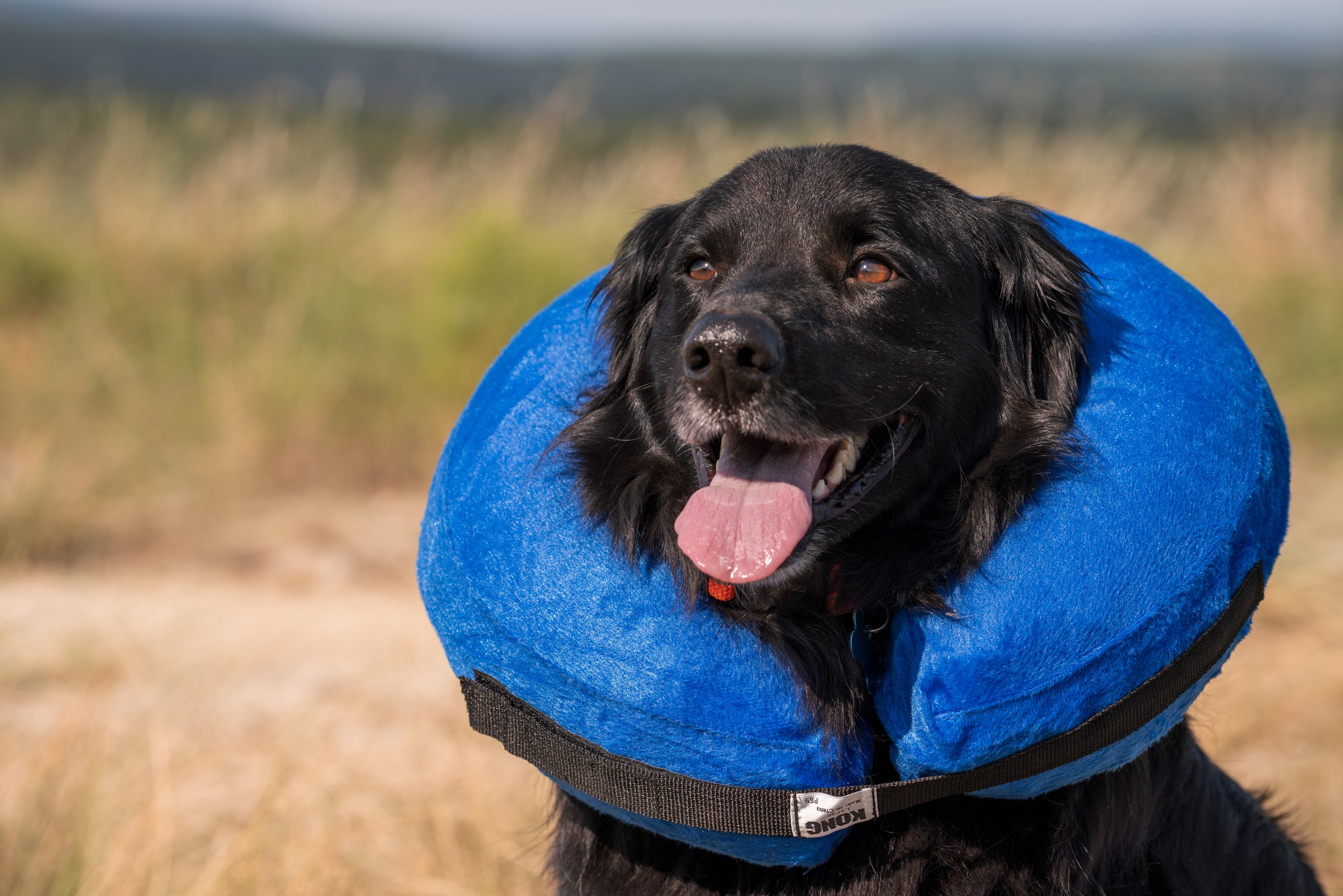 Dog Collar Stop Licking Royalty-Free Images, Stock Photos