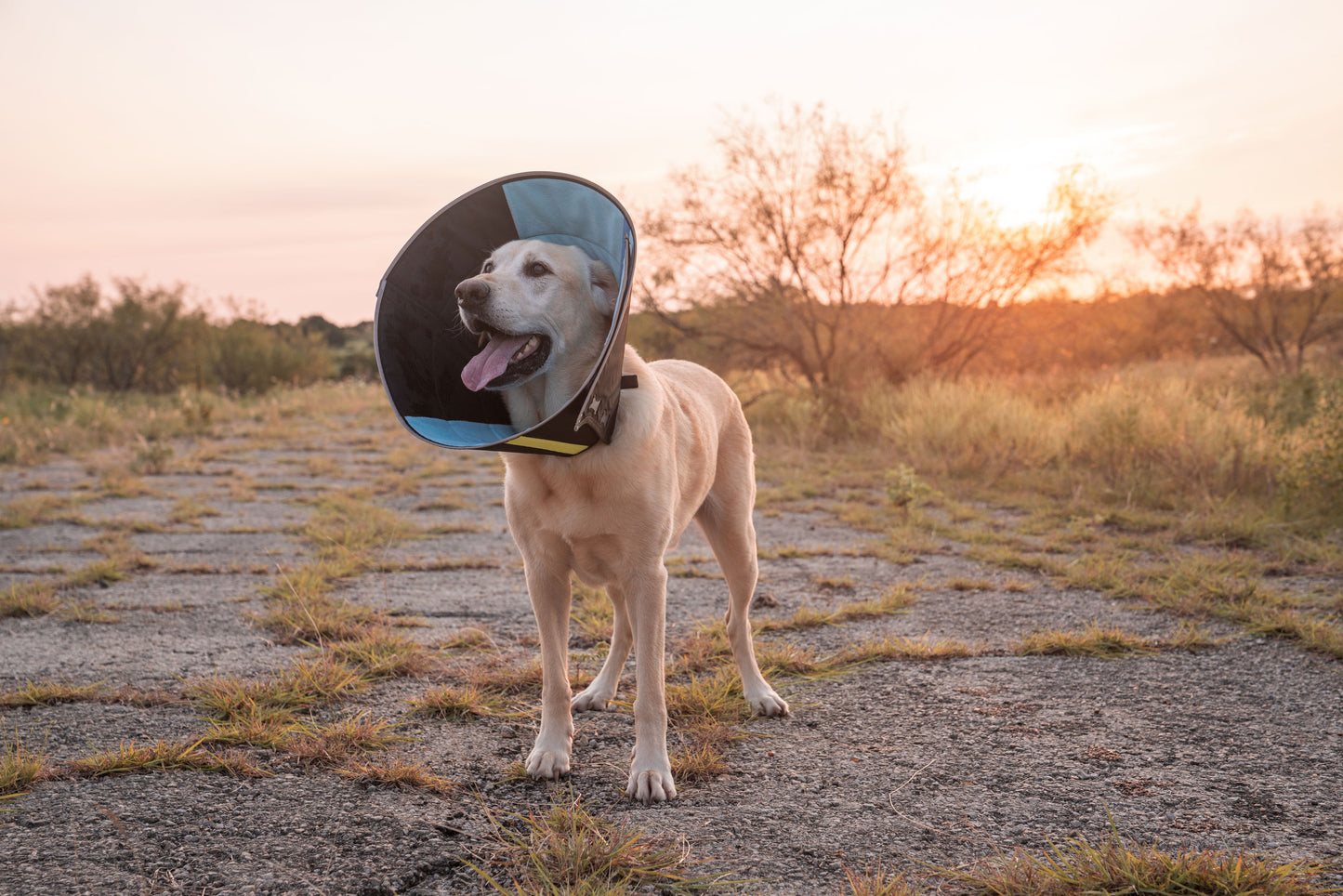 What Are The Best Dog Cones?