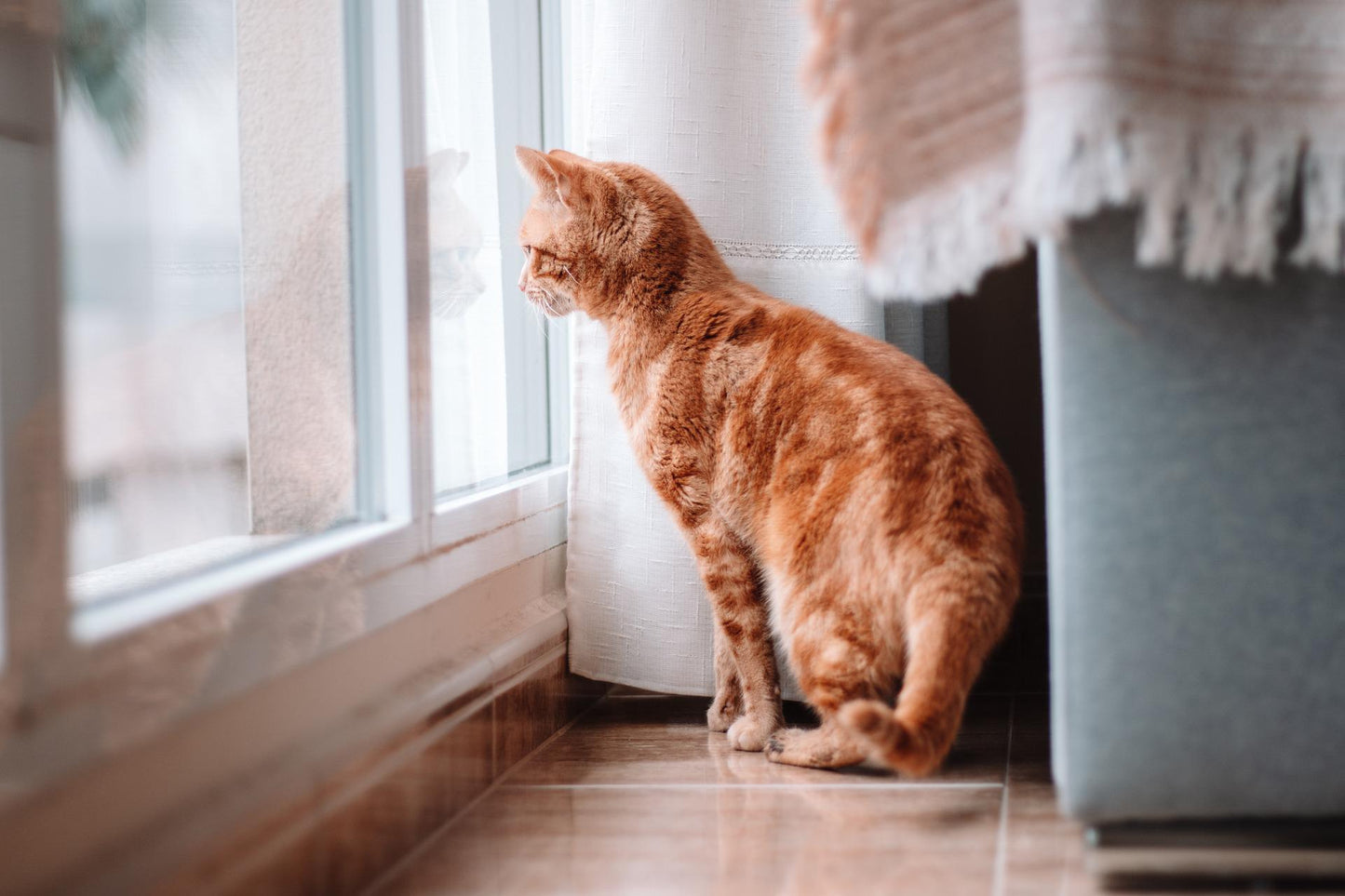 cute orange tabby cat looking out the window