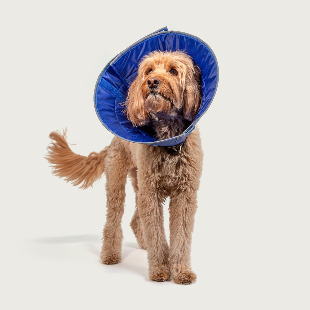 kvp calmer collar for canine recovery