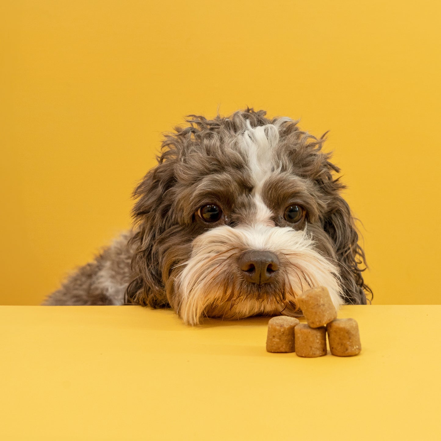 kvp mendy chew with dog waiting to eat