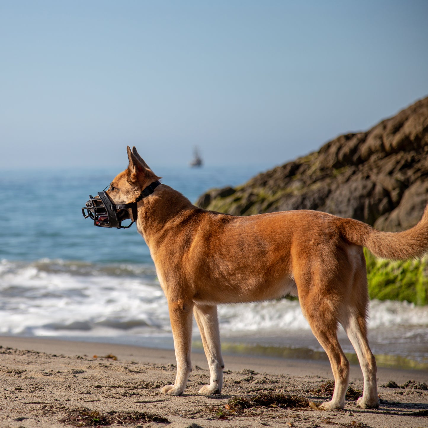 baskerville muzzle on a dog enjoying the beach