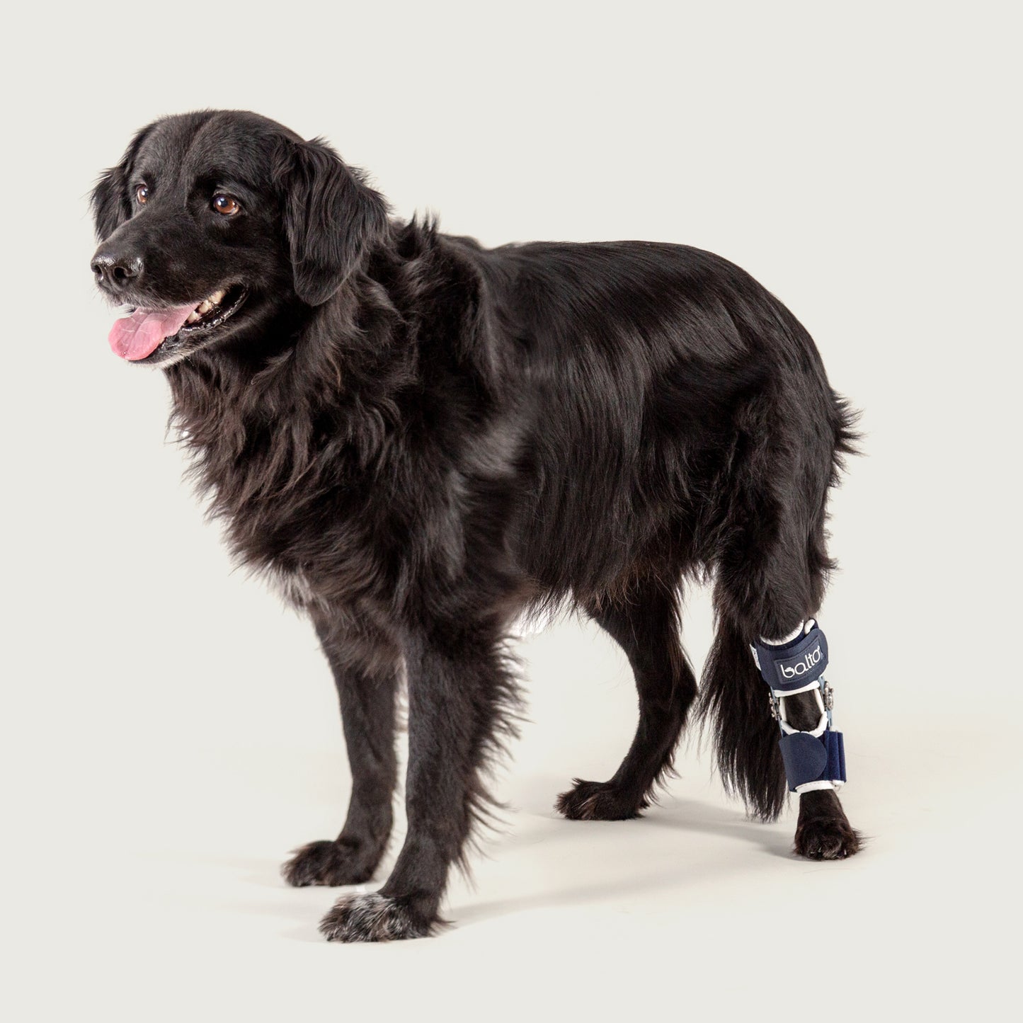kvp koda in balto flexor brace