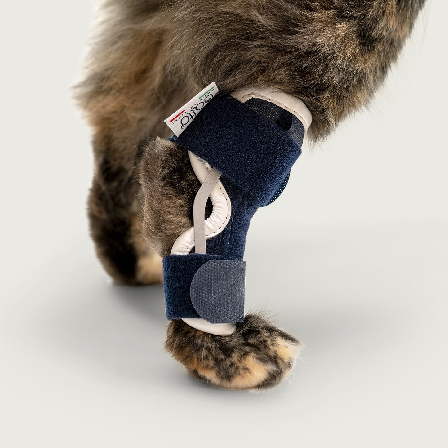 close up view of the balto hock brace on a cat