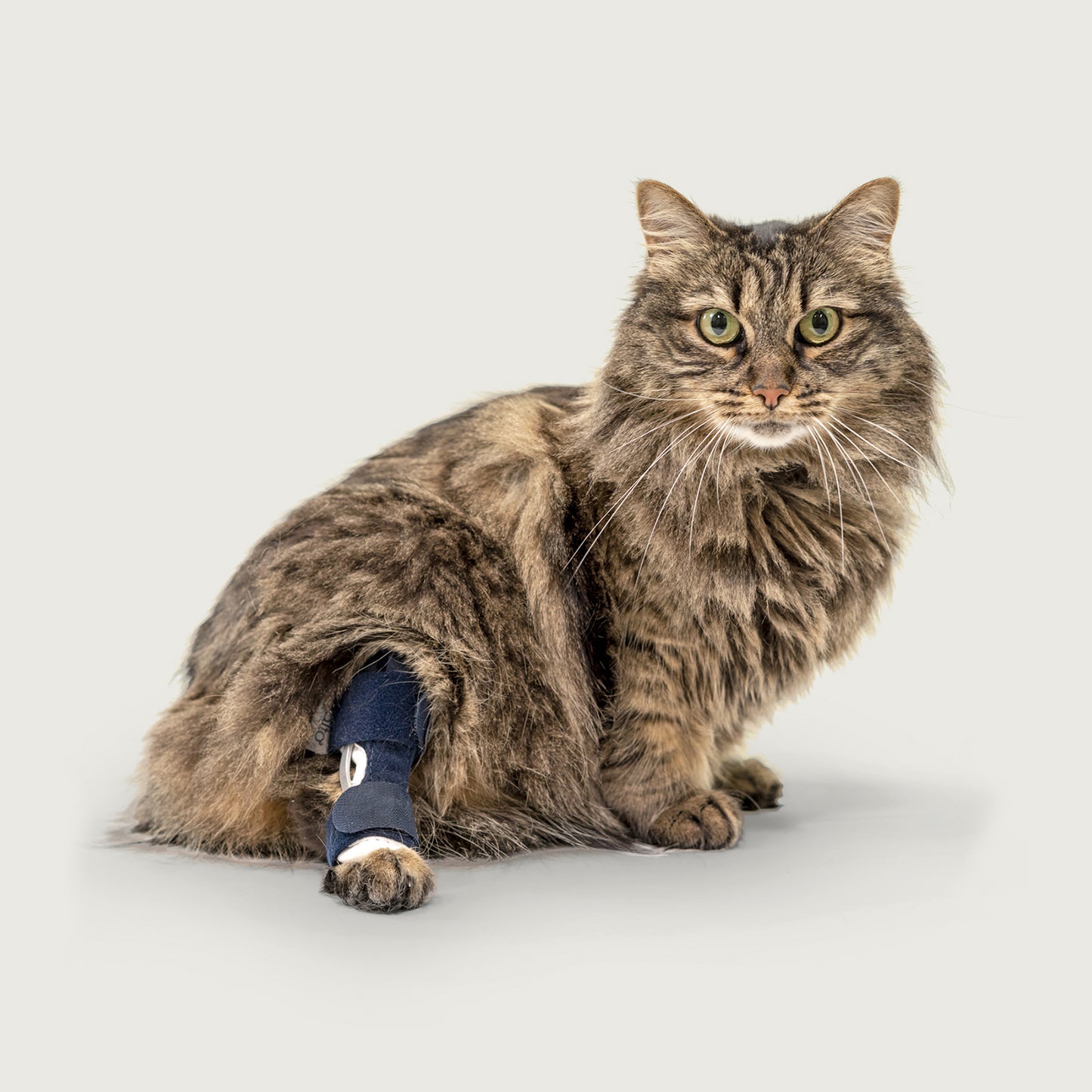 cat wearing a balot hock brace looking at camera