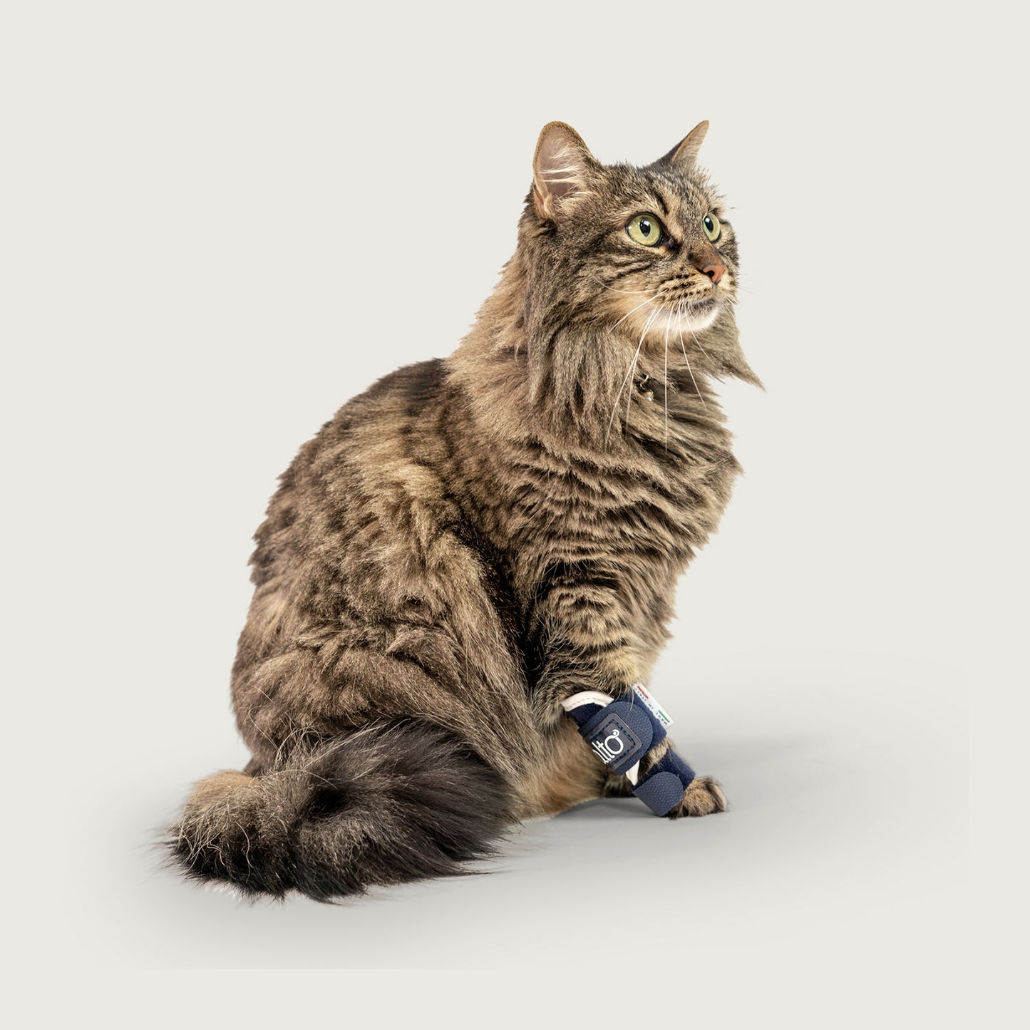cat wearing balto splint brace looking off to side