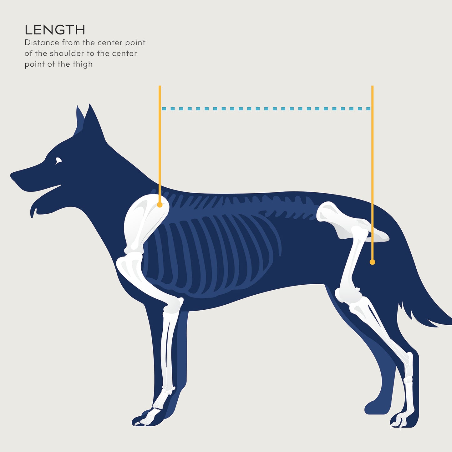 balto usa lift sizing diagram to help show how to measure your dog