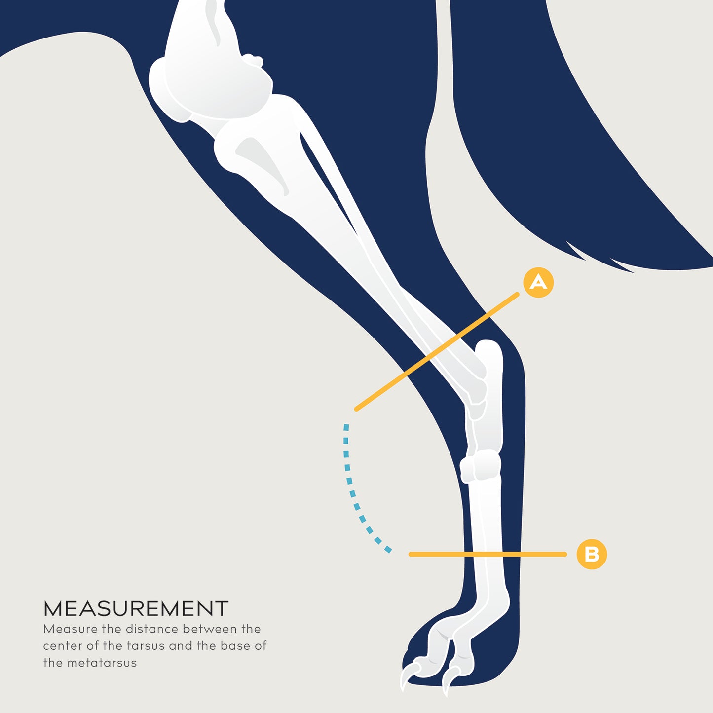 balto measurement guide flexor brace