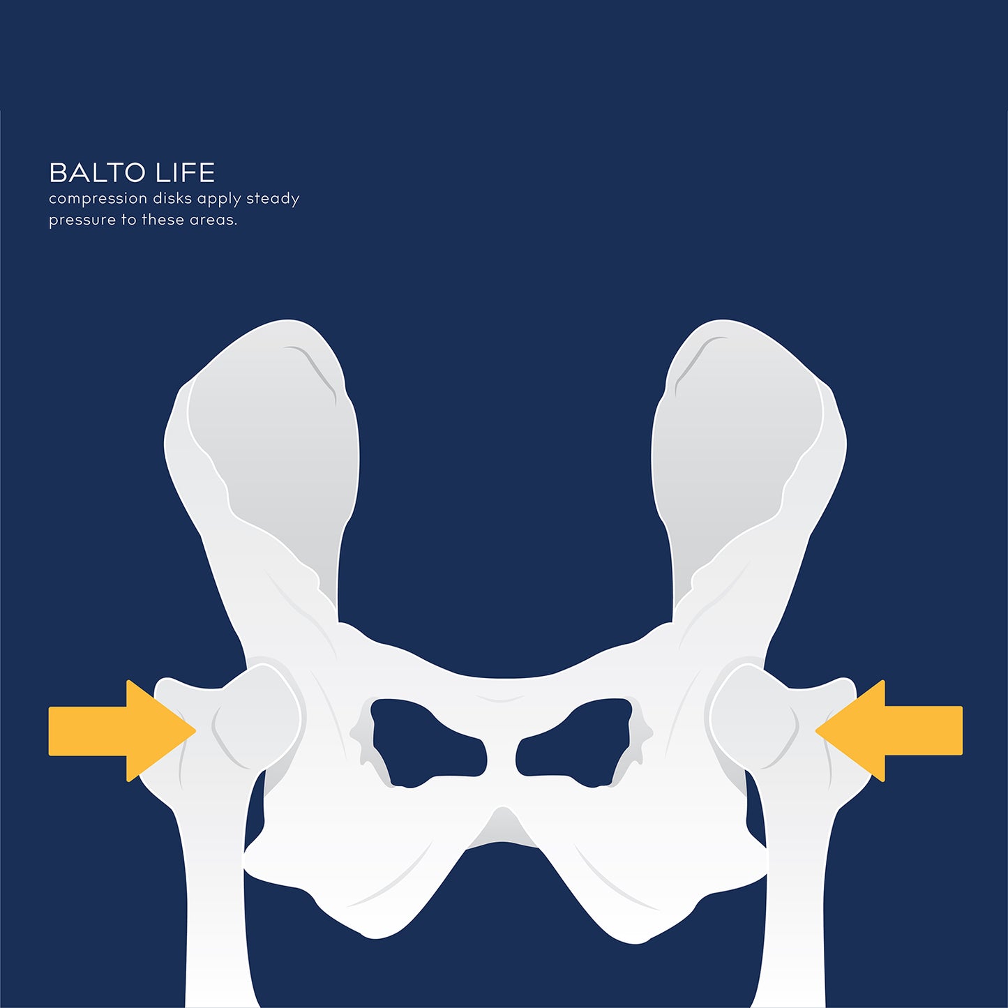 balto life diagram