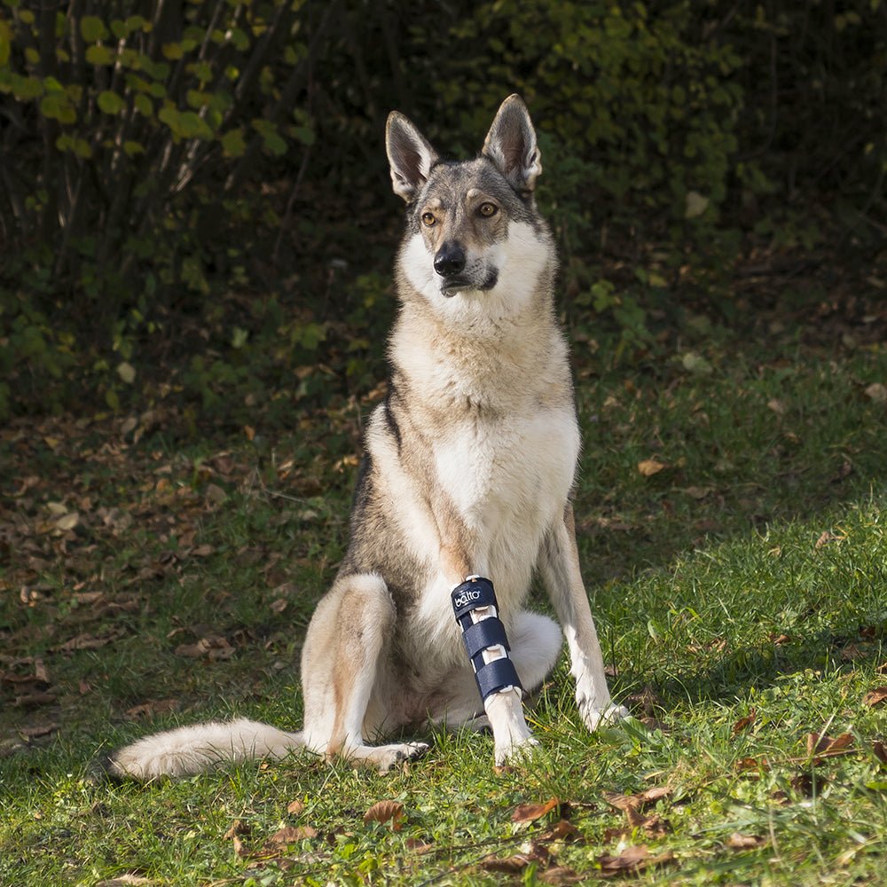 happy dog wearing a balto bone brace outside