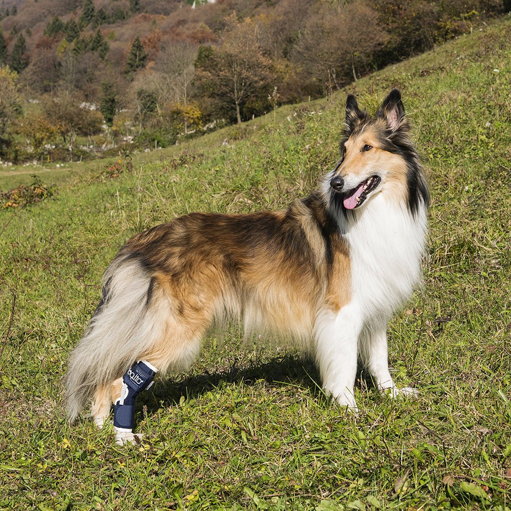canine with hock brace on enjoying the outdoors