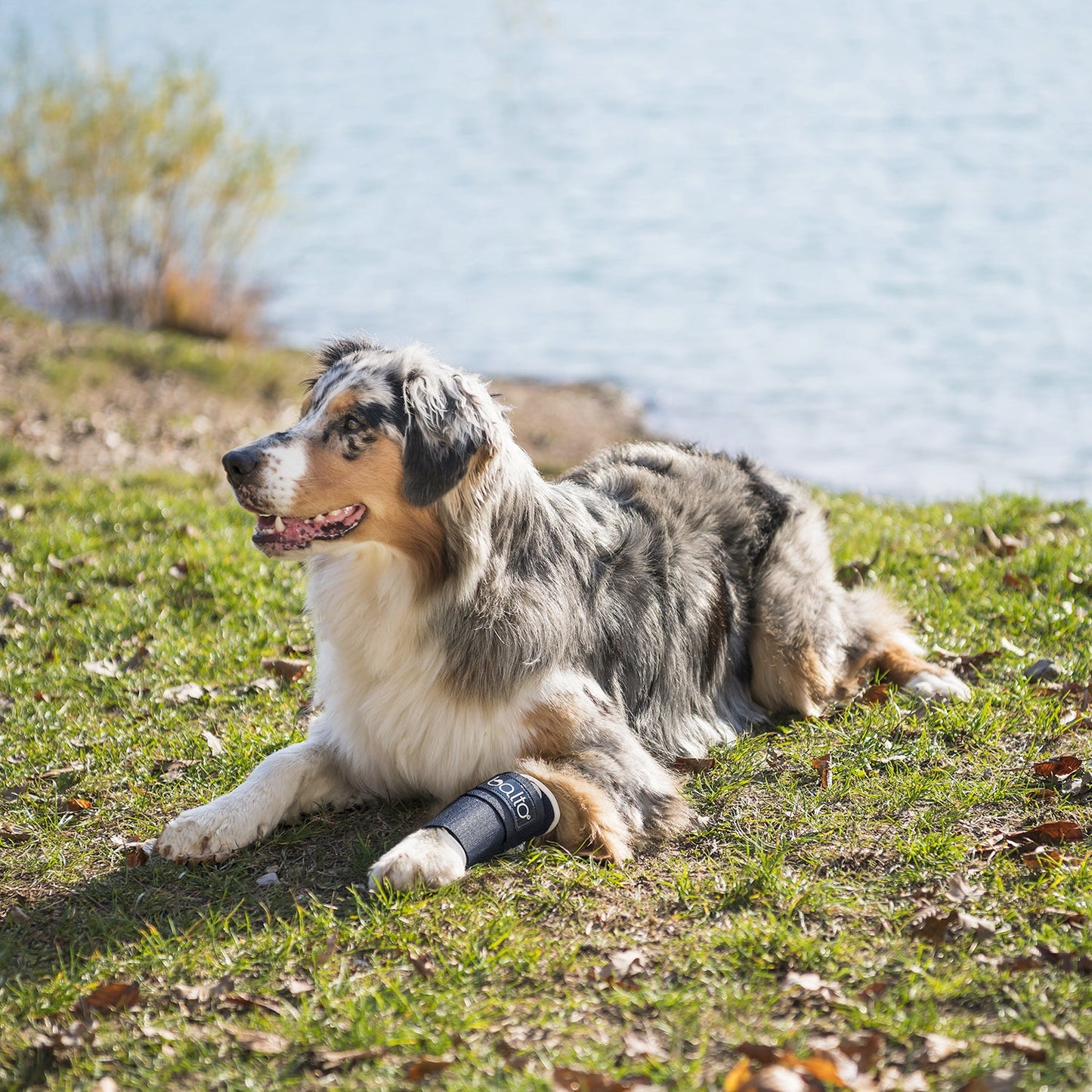 smiling dog wearing a brace and sitting on grass