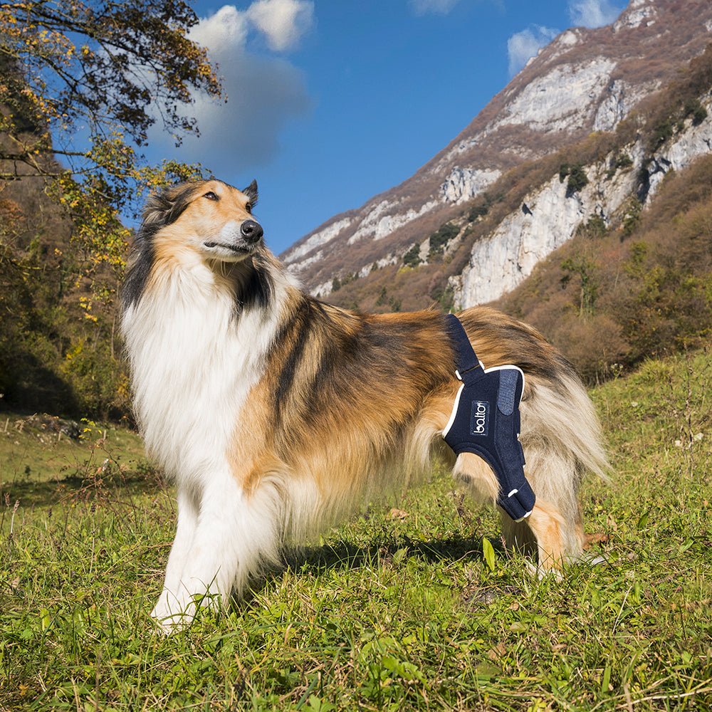 balto jump brace on dog outdoors enjoying