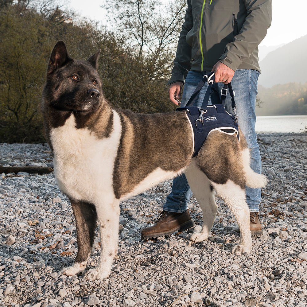 large dog in balto life brace standing with owner