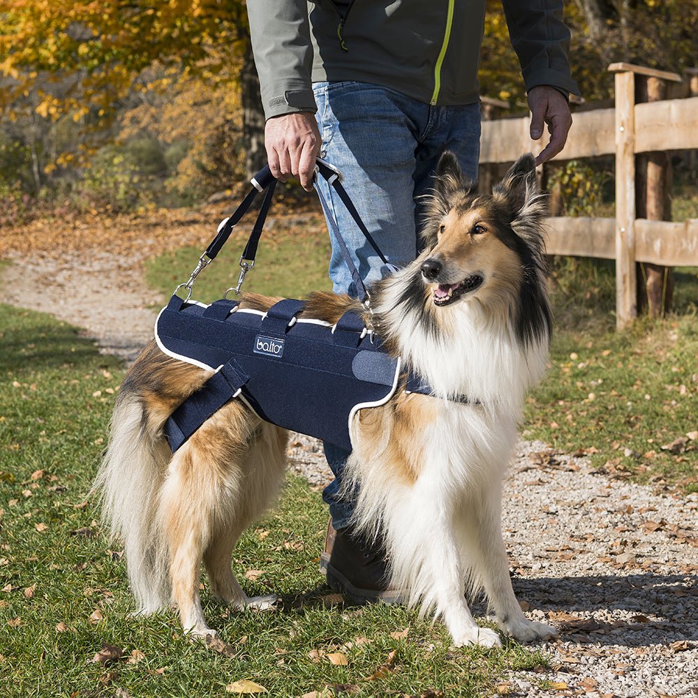 kvp balto lift brace with dog wearing it happyily