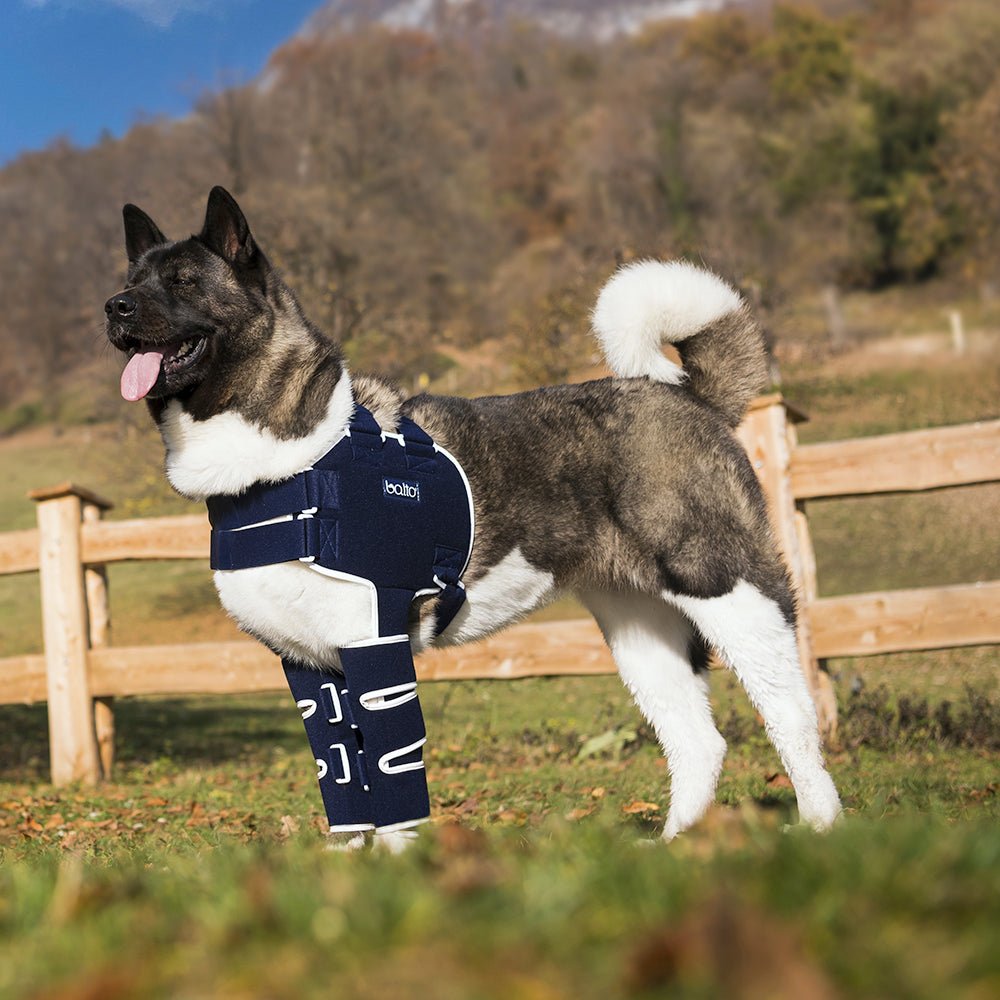 large dog in lux brace standing outdoors