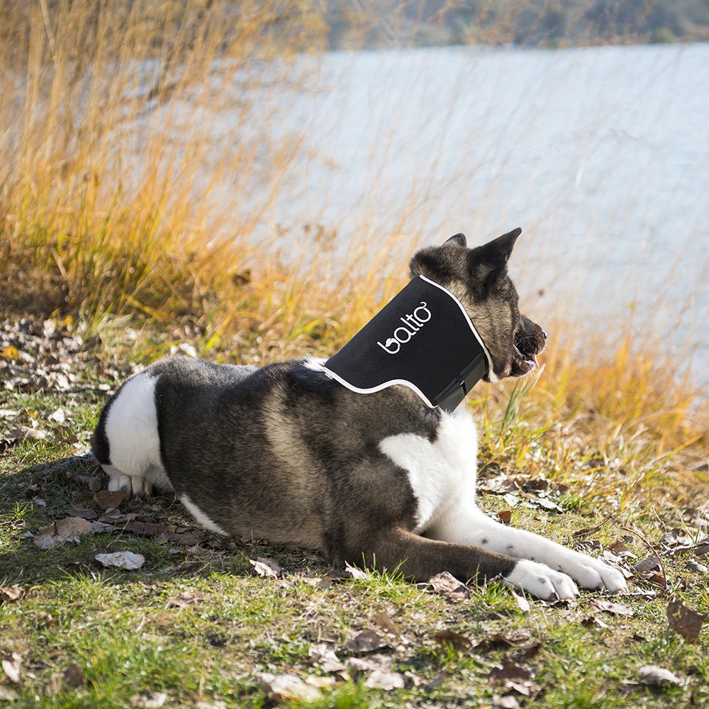 beautiful view of a dog sitting on grass with neck brace on looking at water