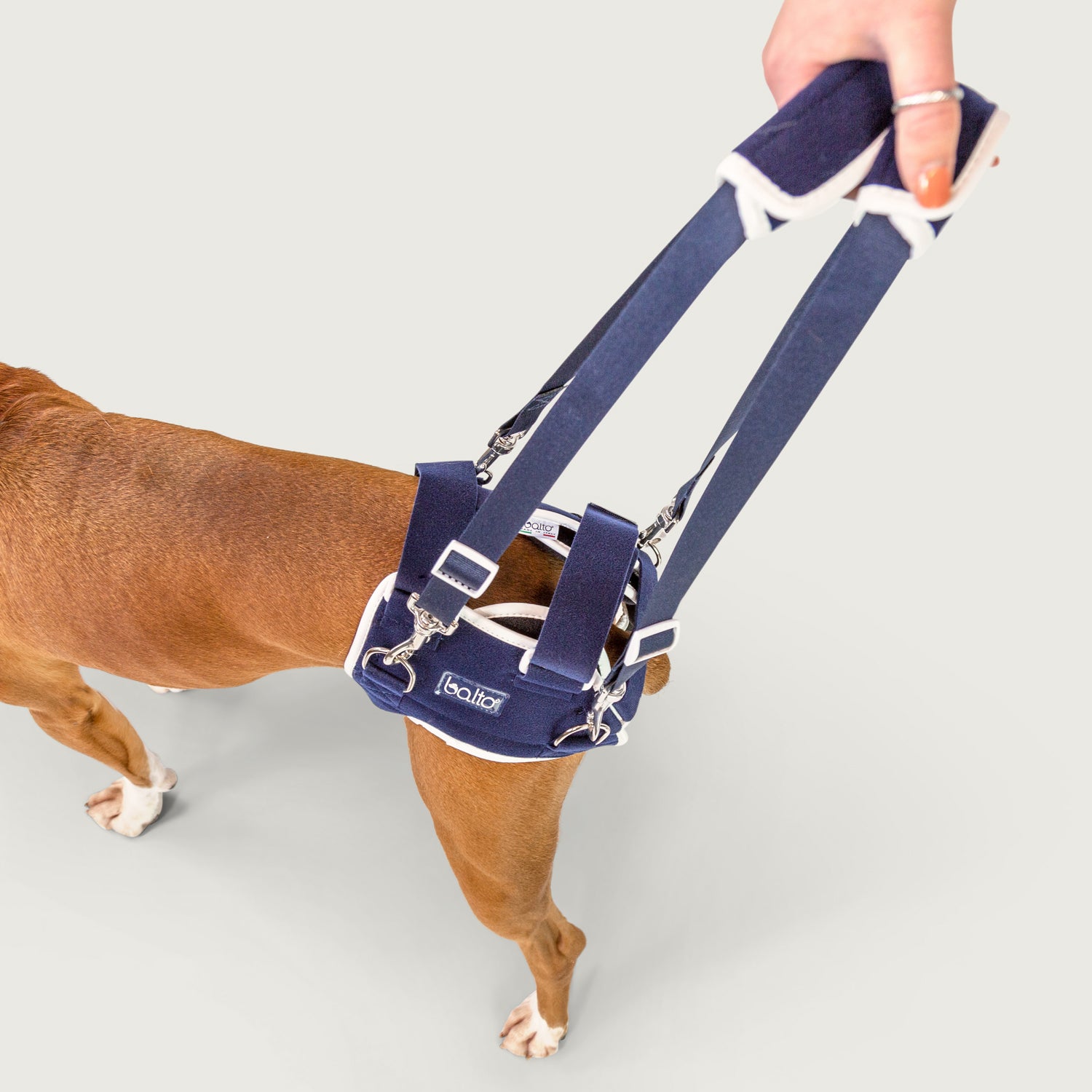 BALTO Rigid Dog Neck Brace, Medium 