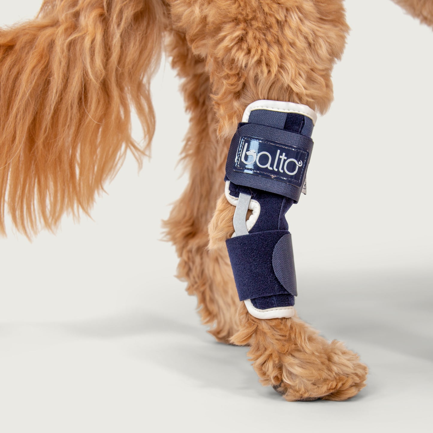 close up detail view of balto usa hock brace on dog