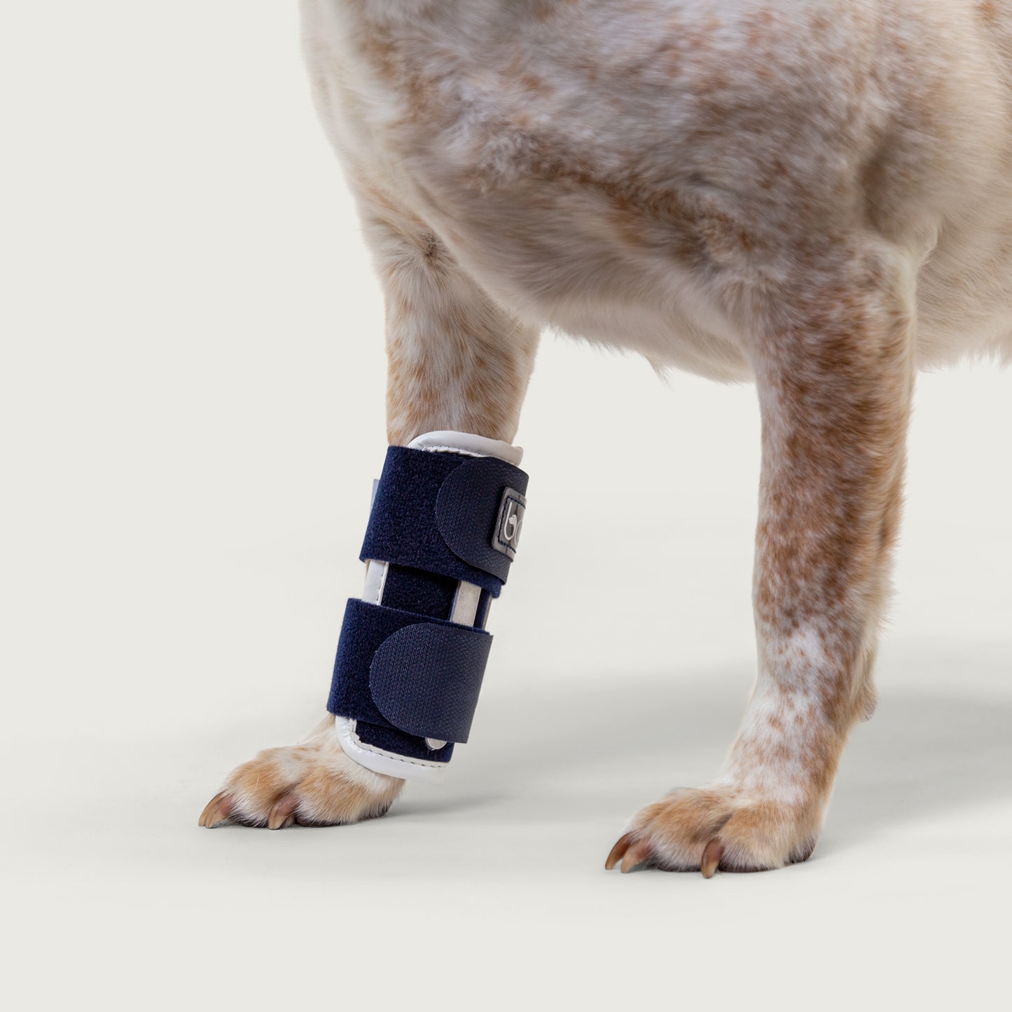 balto usa orthopedic bracing for dogs with joint brace on canine