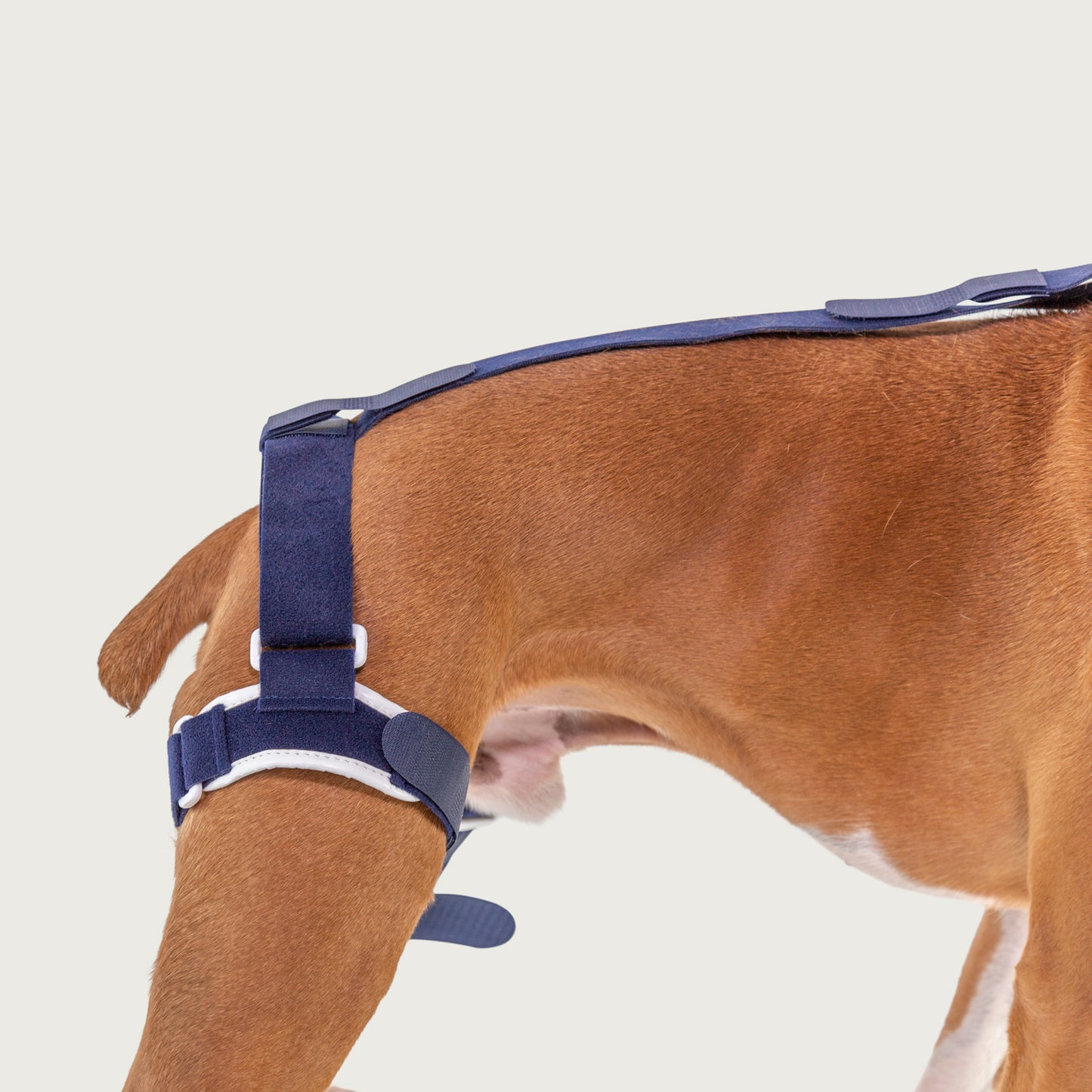 balto usa orthopedic brace jump on dog with detail view of strap