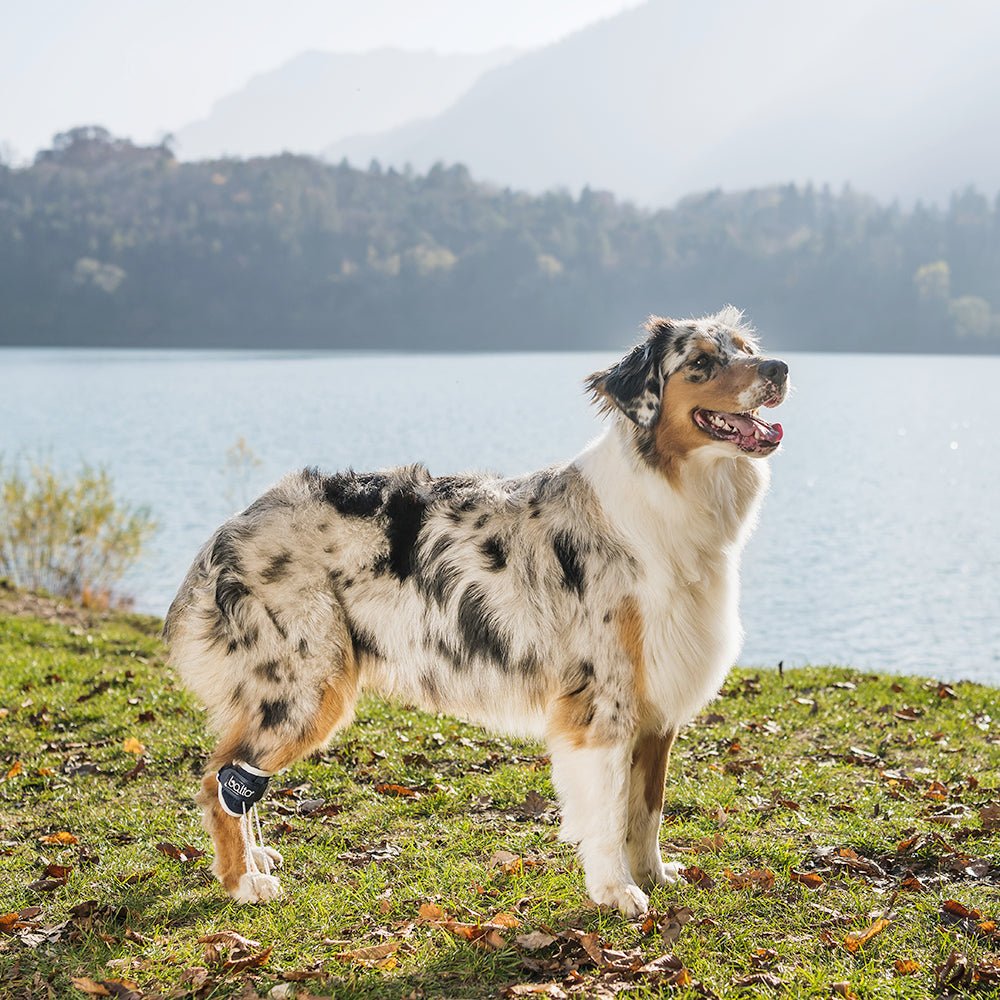 happy dog on trail with balto brace on