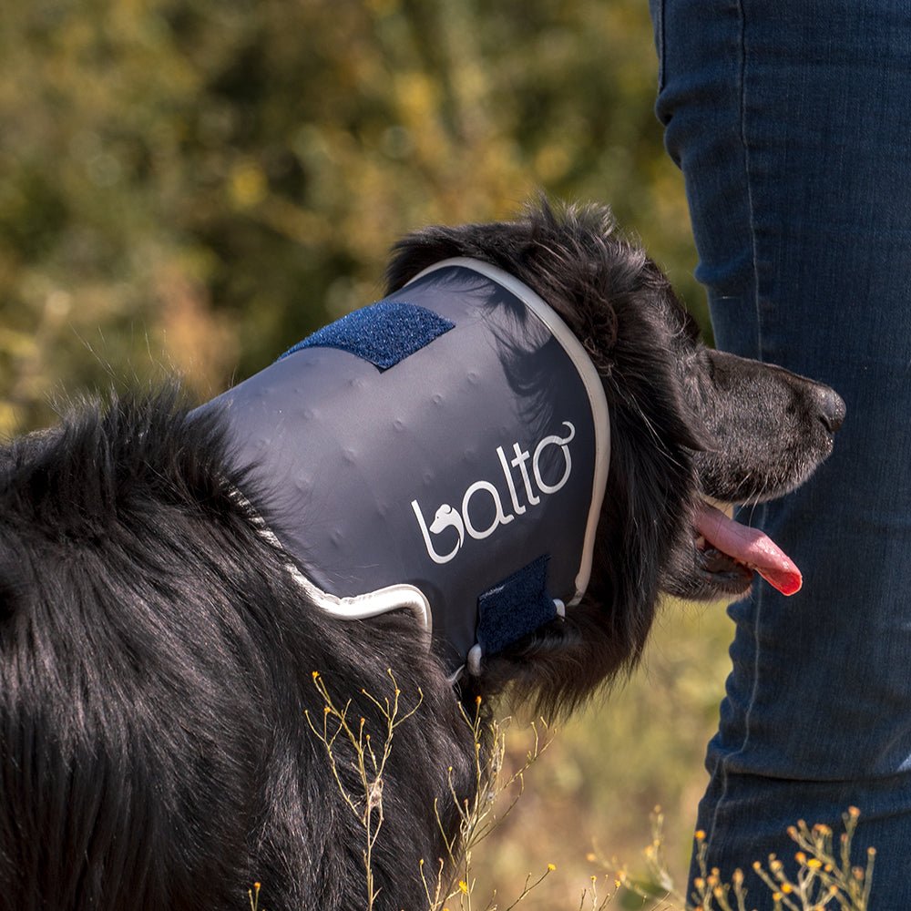 happy black dog in balto rigid nexk brace