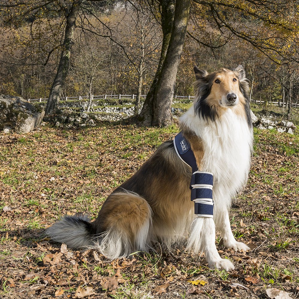 pretty dog sitting in park with balto soft brace on elbow