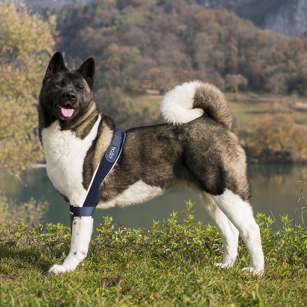 balto soft plus brace on happy dog outdoors