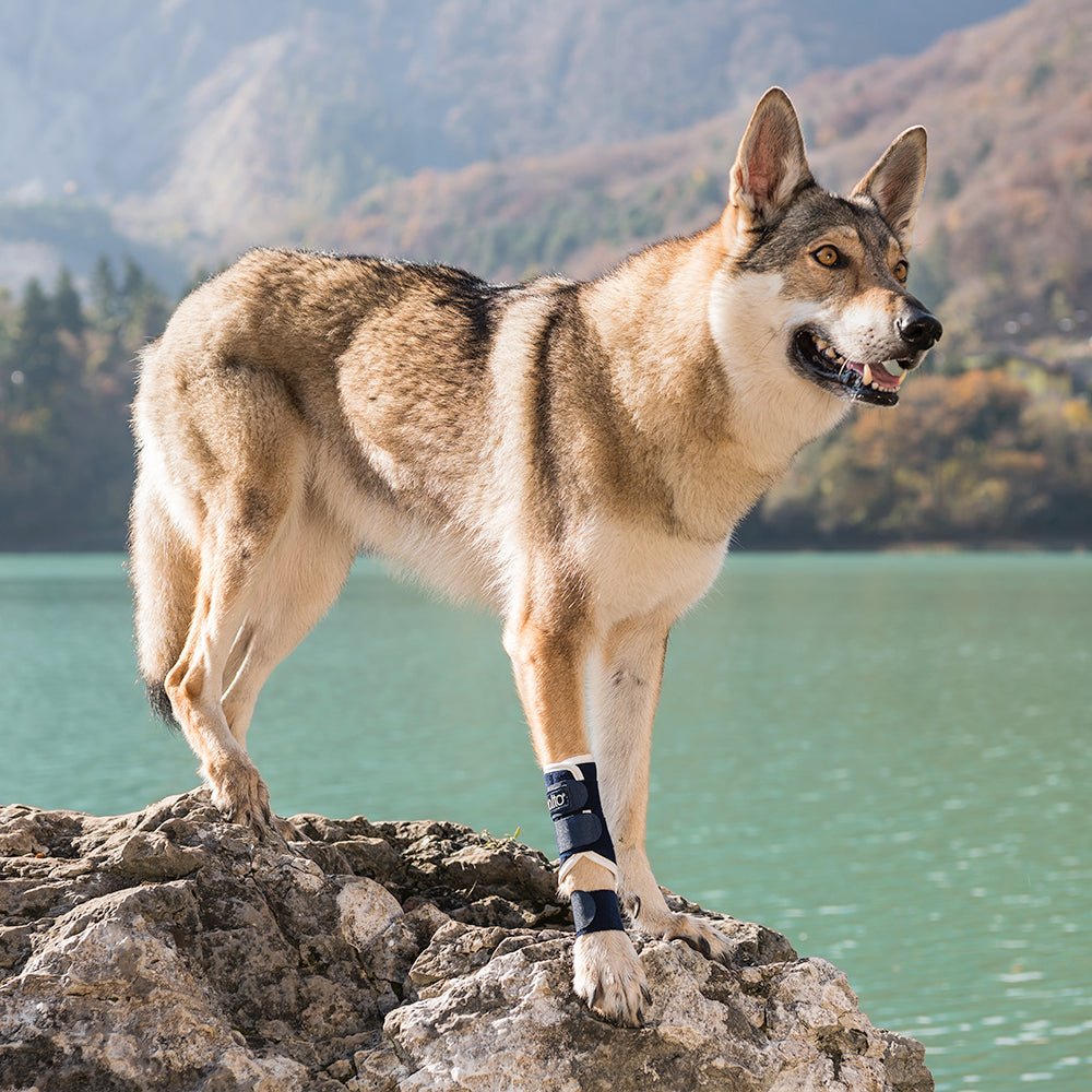happy dog standing on rock with balto splint brace on leg