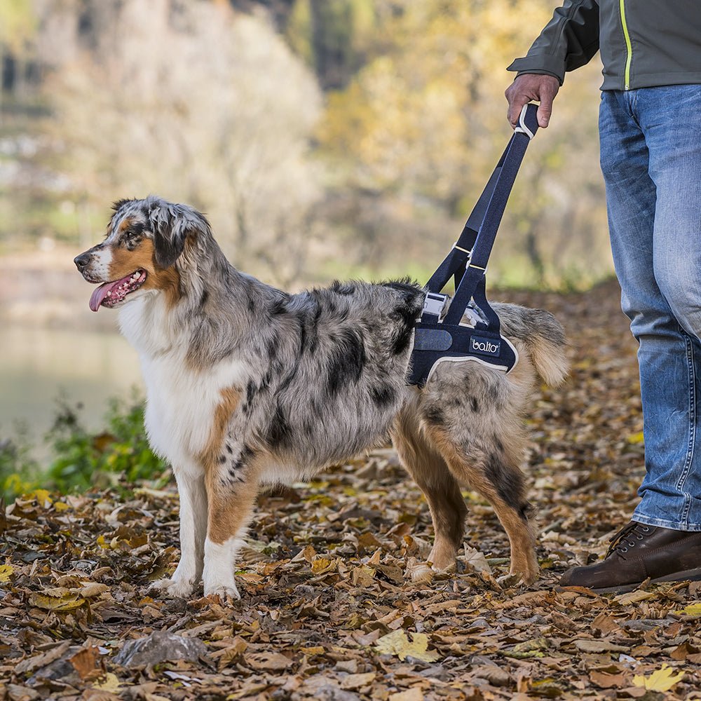 happy dog with balto up brace while walking trail outdoors