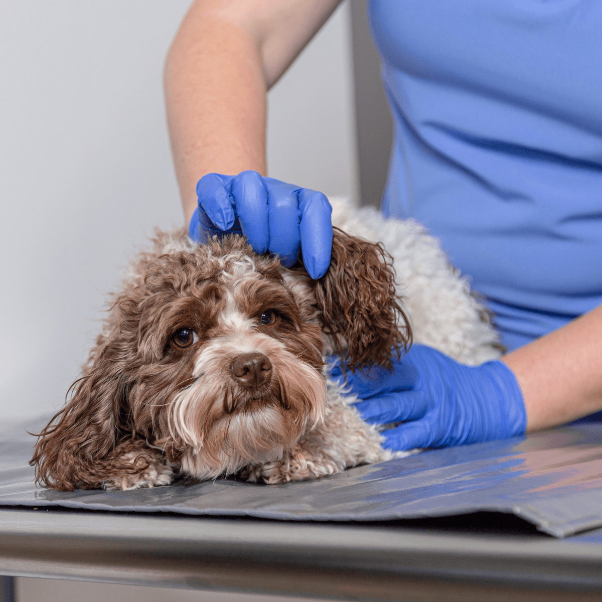 usage of KVP Biodegradable gloves and canine