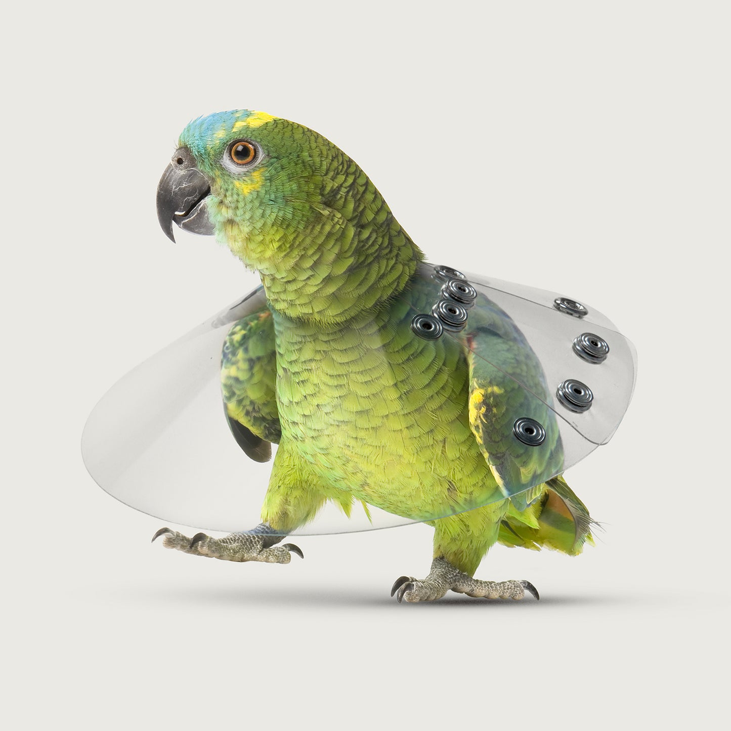 bird walking in a saf t shielf collar from kvp