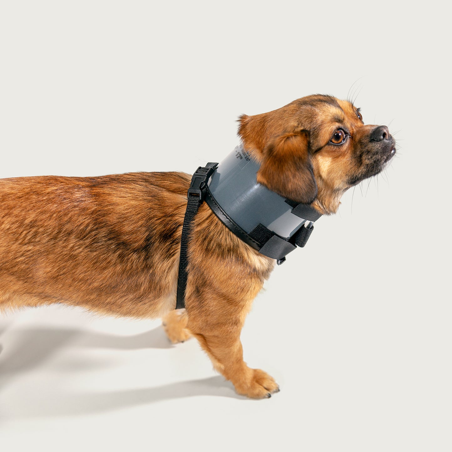 kvp bite free collar on cute small dog