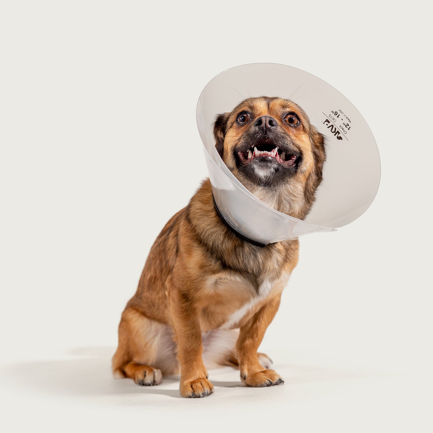 kvp check collar cone of shame as shown on small dog