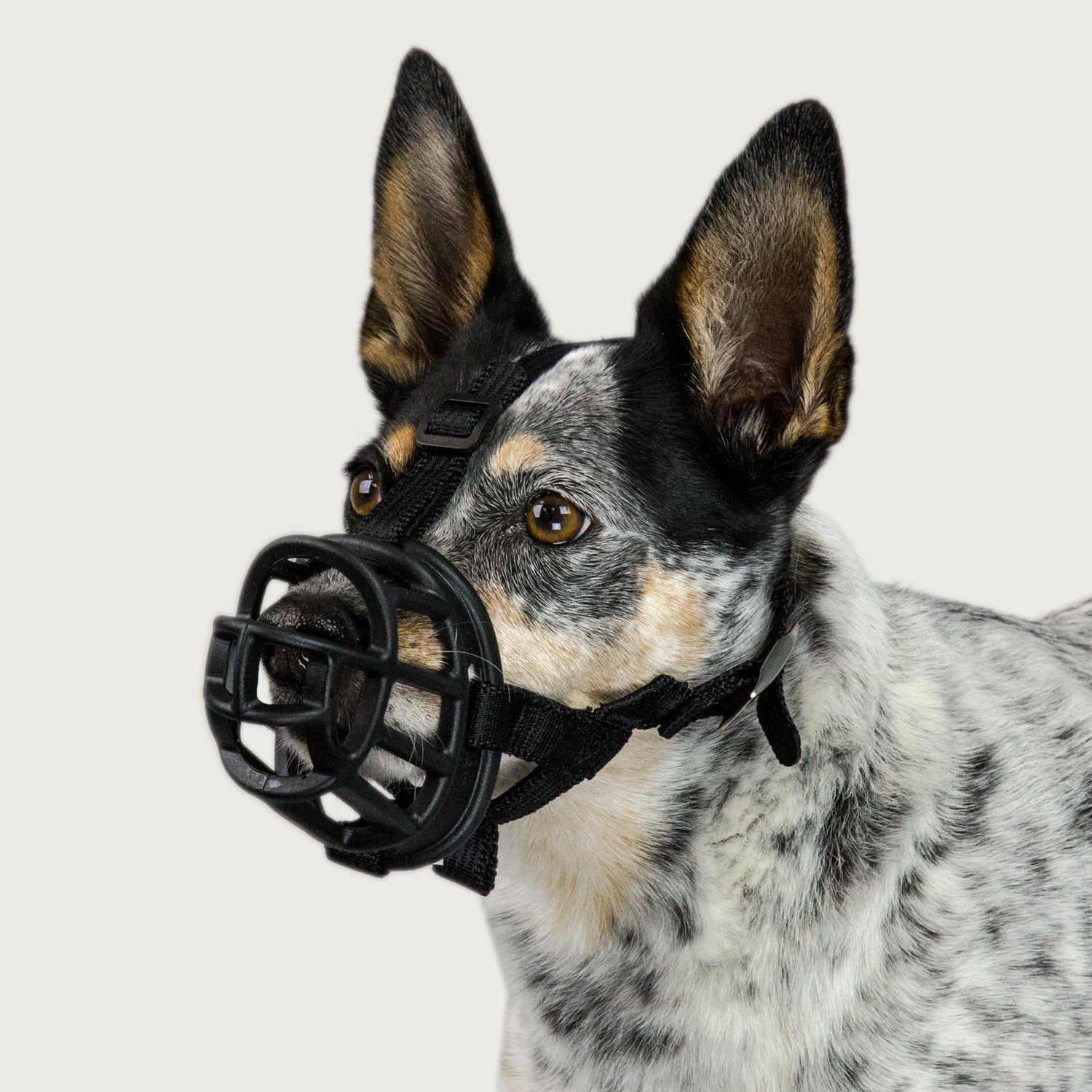 Baskerville Ultra Muzzle Humane Basket Dog Muzzle for Veterinary Use