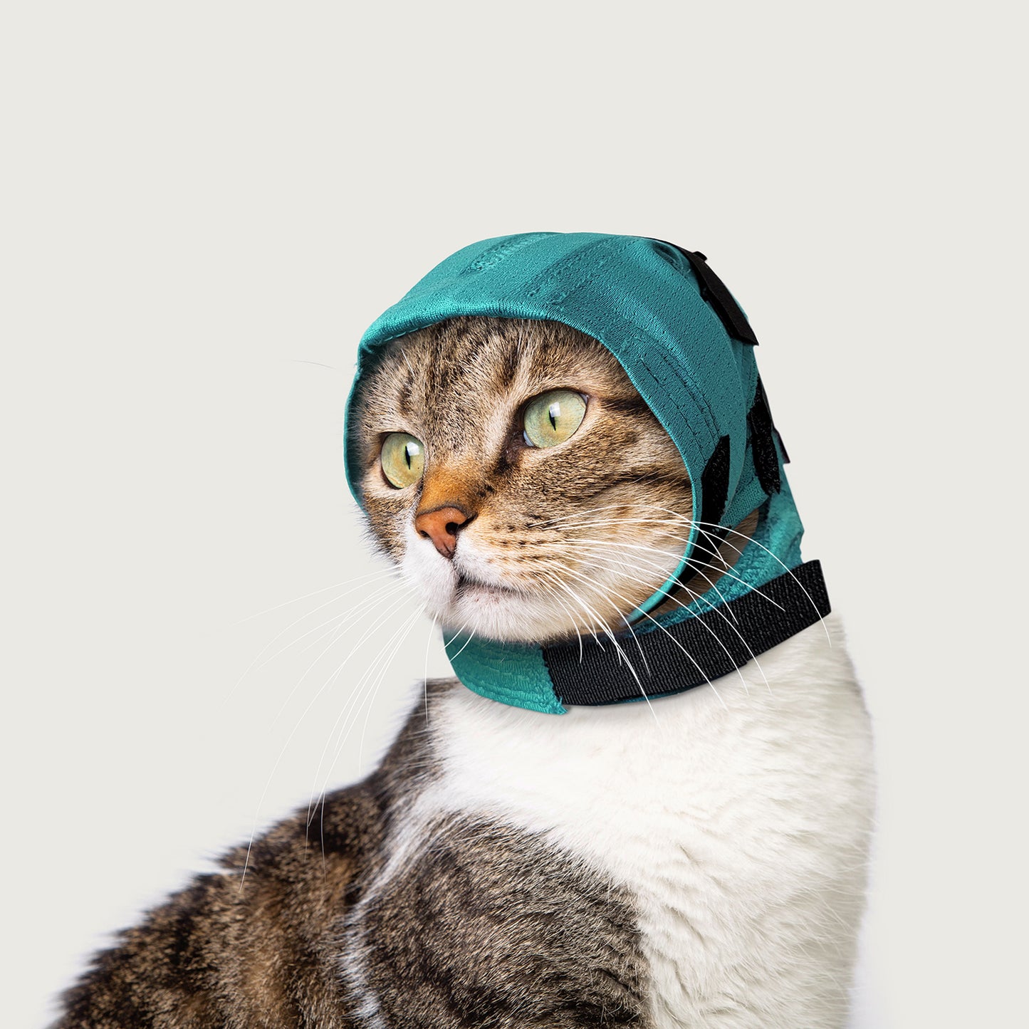 no flap ear wrap for my cat to protect cat ears