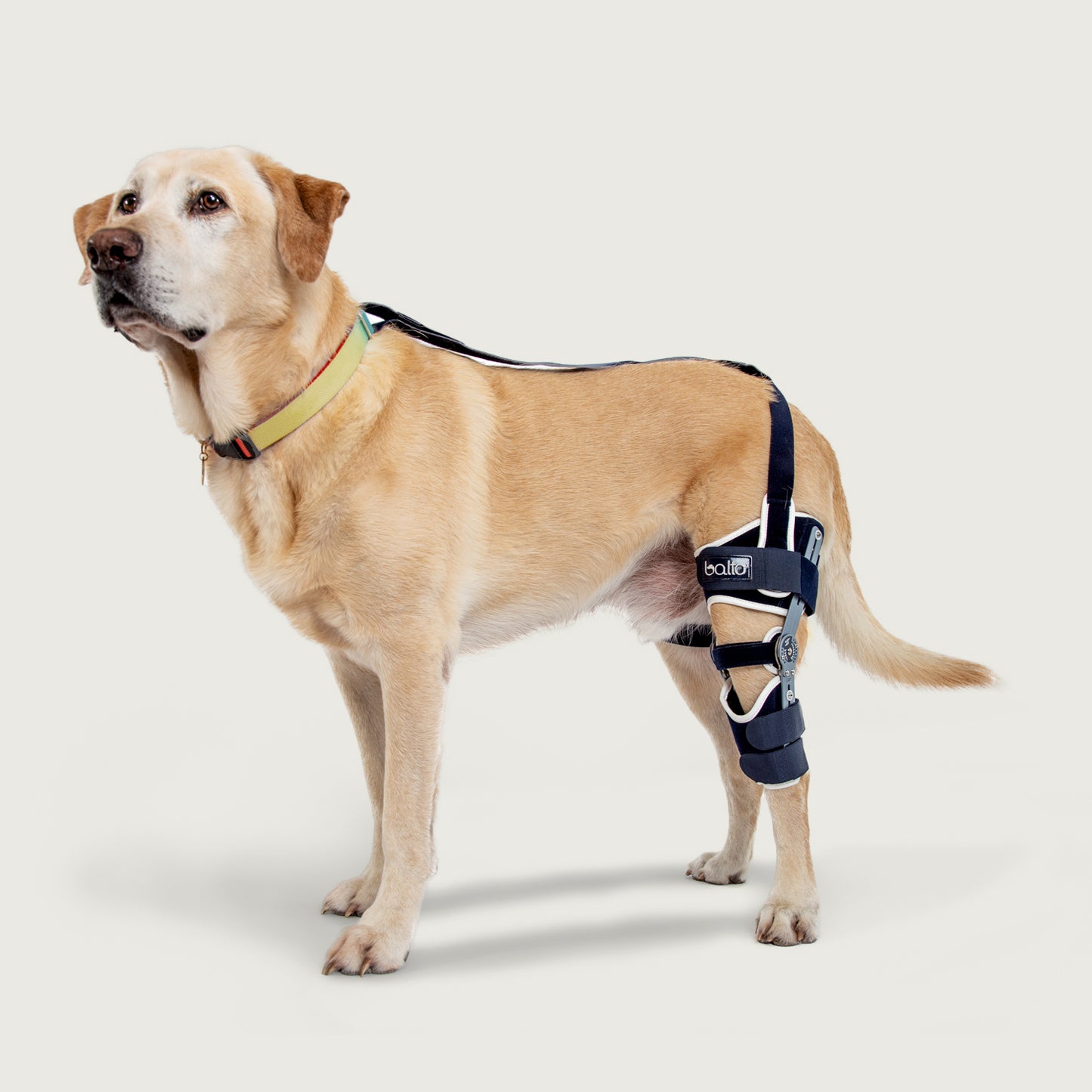 balto ligatek knee brace for canine dog