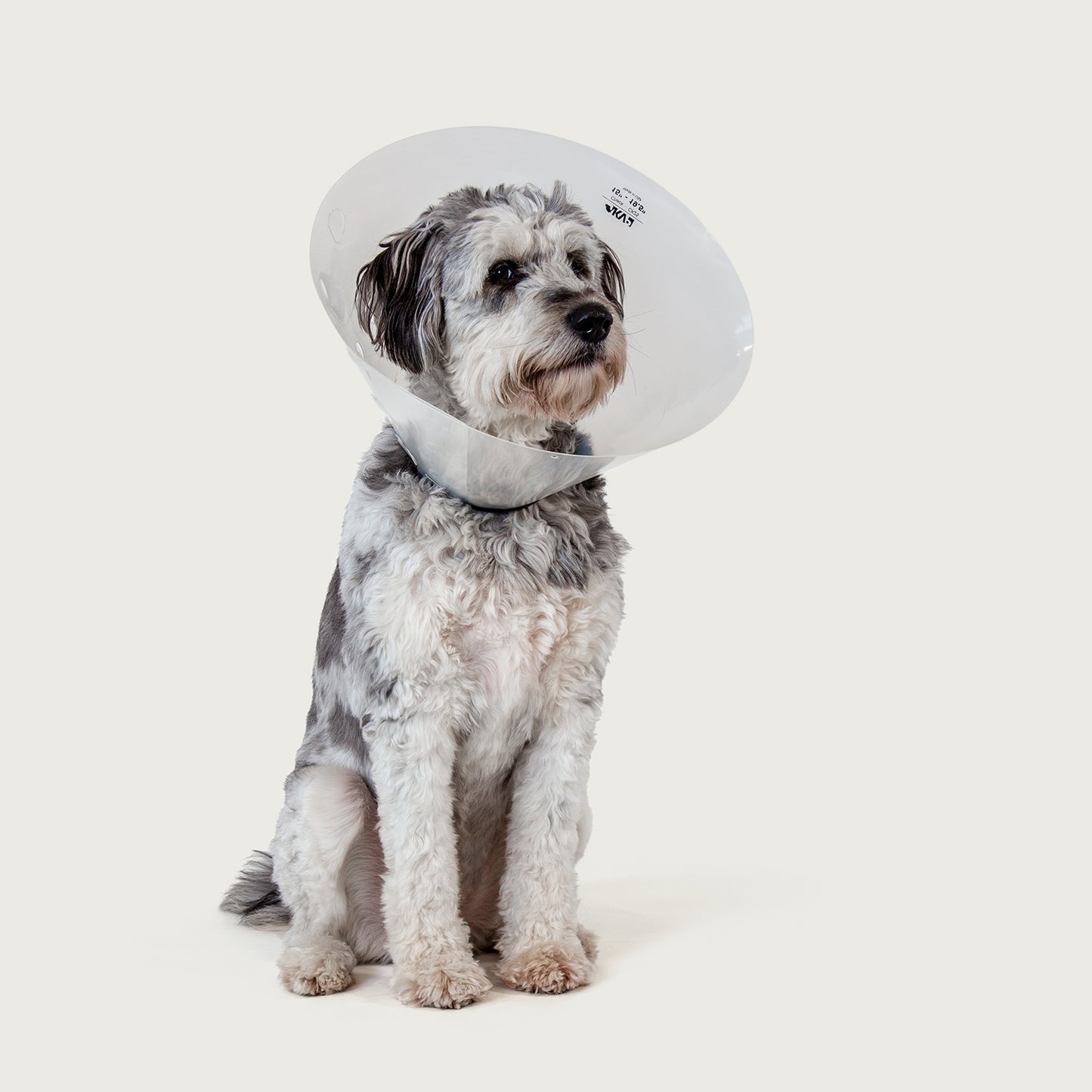 dog wearing kvp check dog e collar