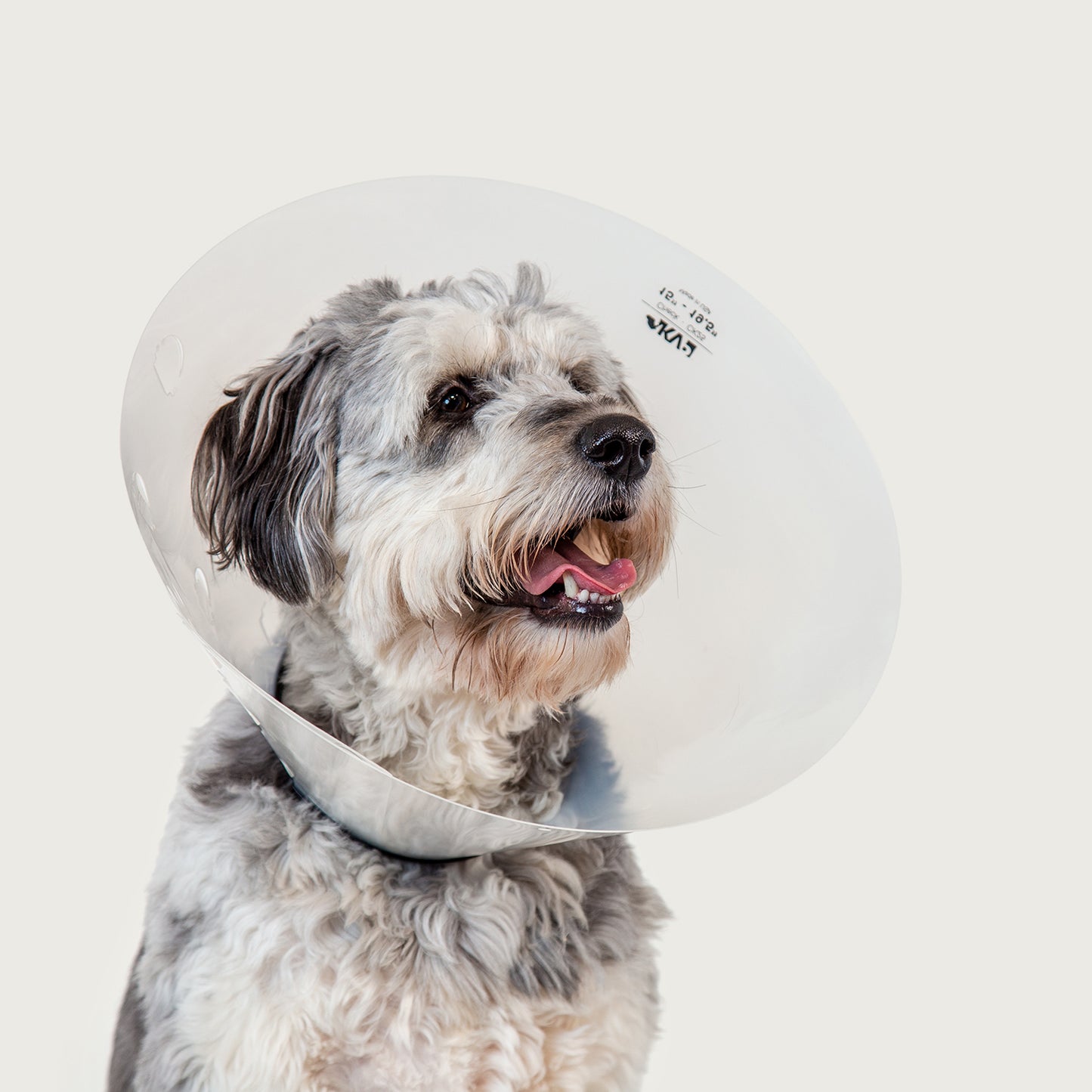 dog wearing kvp check dog e collar clos eup