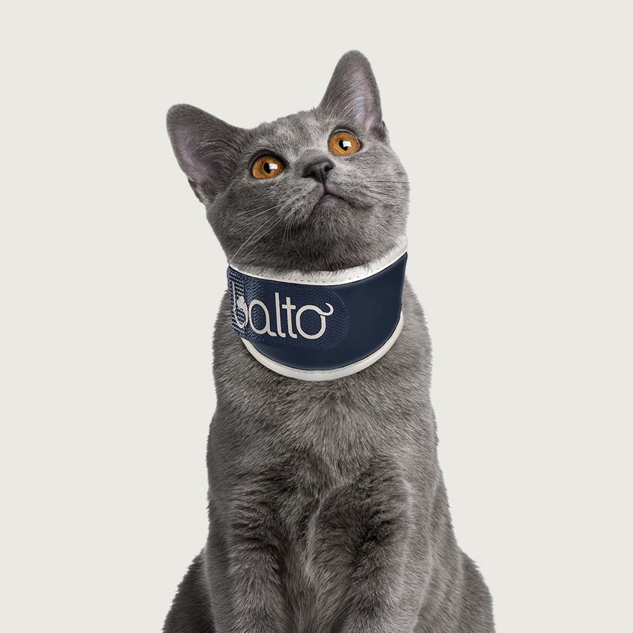 cat in balto rigid neck brace