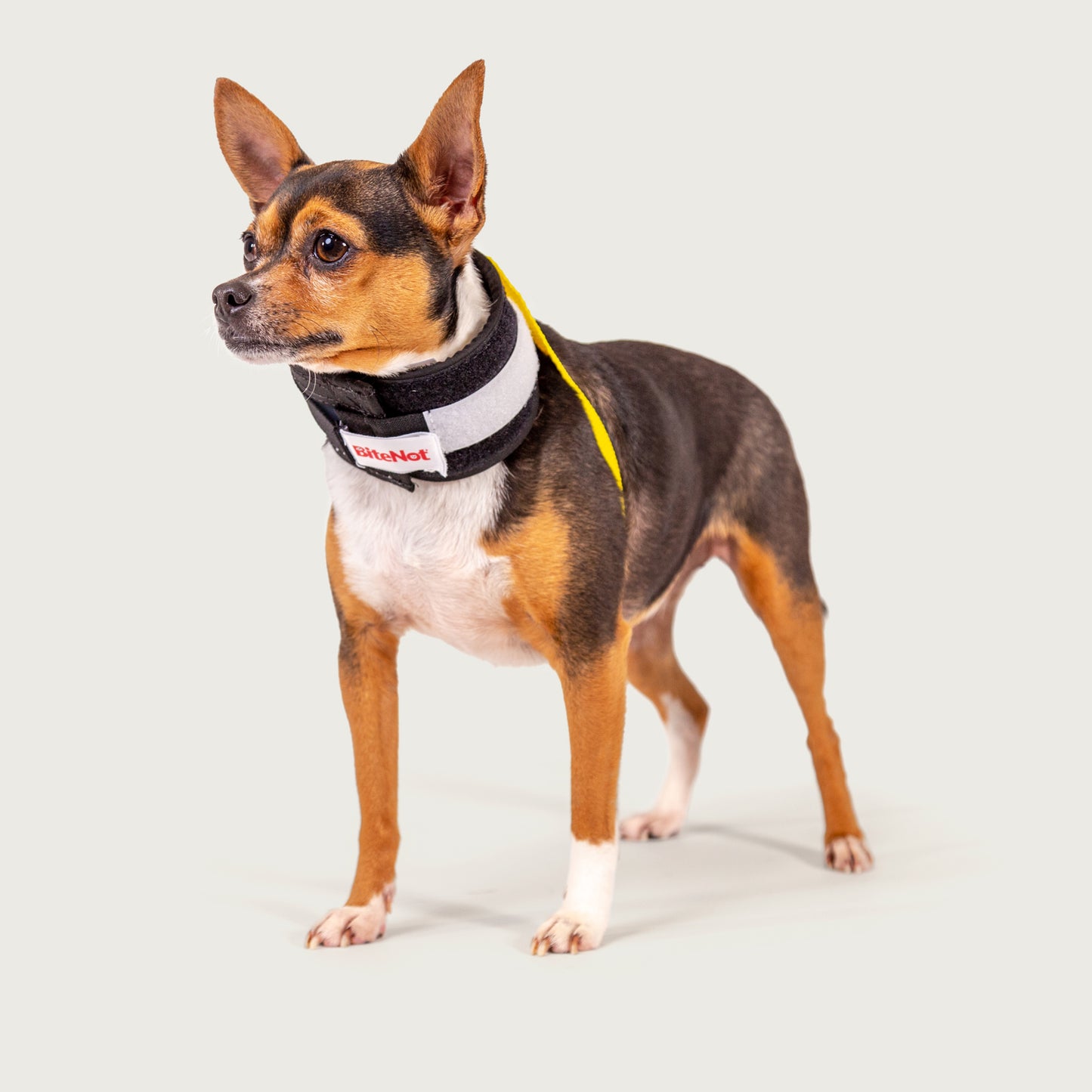 chihuahua wearing a bite not collar from kvp
