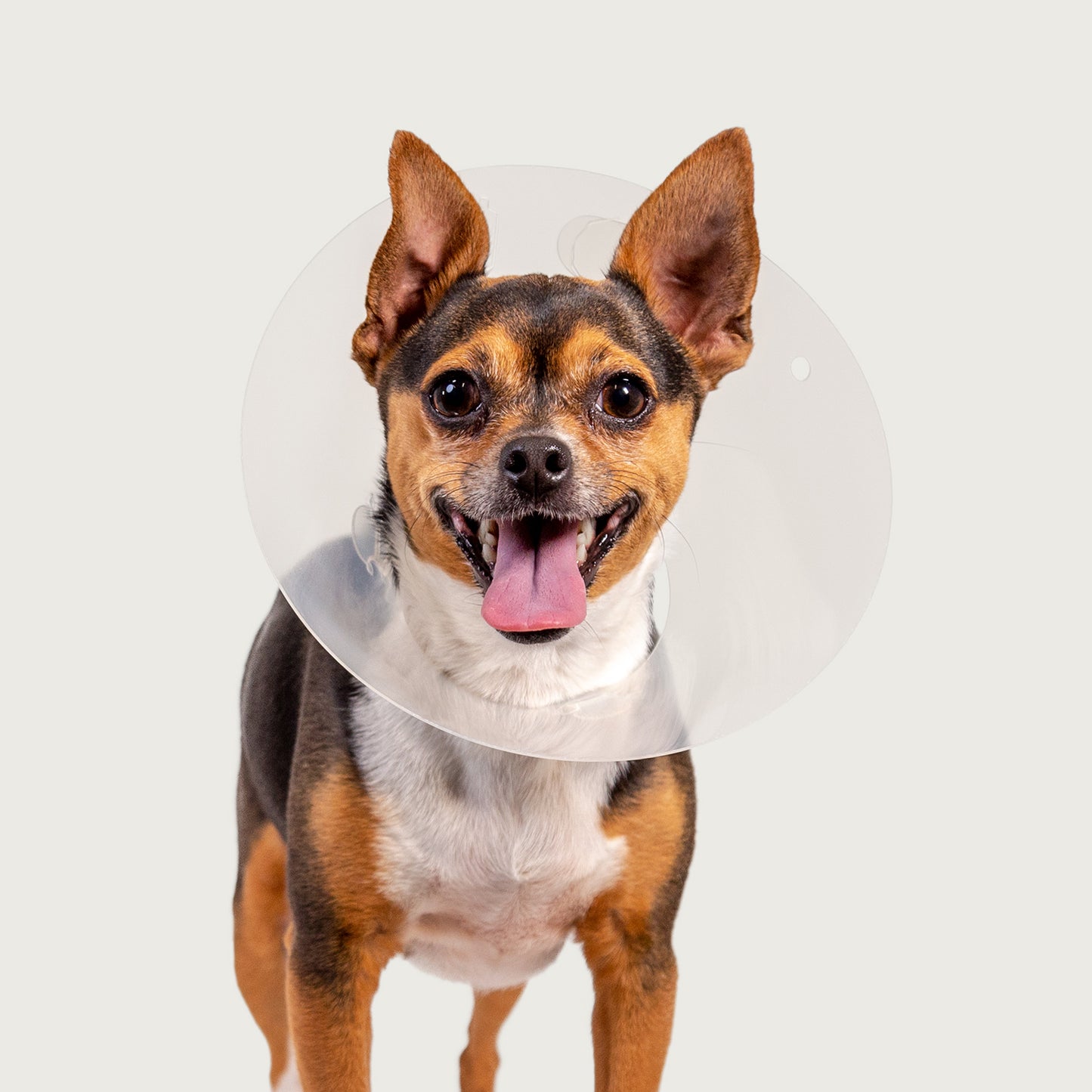 happy dog wearing a quickfit kvp collar