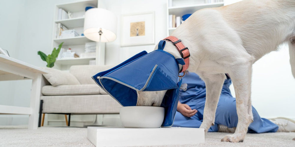 Can My Dog Eat or Drink in the Cone of Shame?