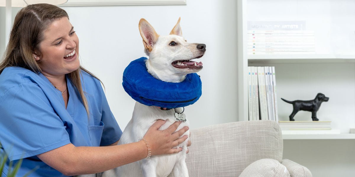dog wearing a kong cloud looking off into the distance