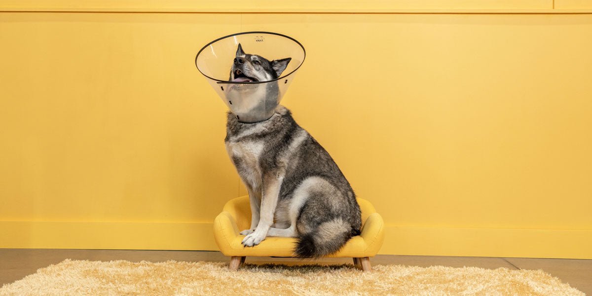 happy dog sittingon a small yellow couch