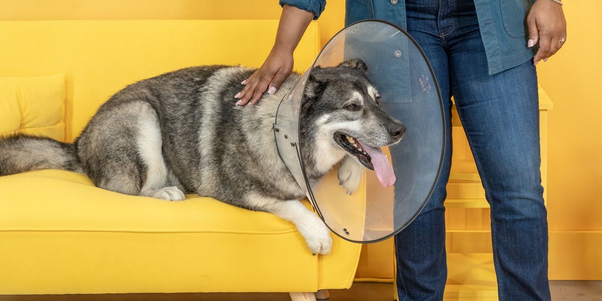 How to Put on the Cone of Shame (Without the Drama)