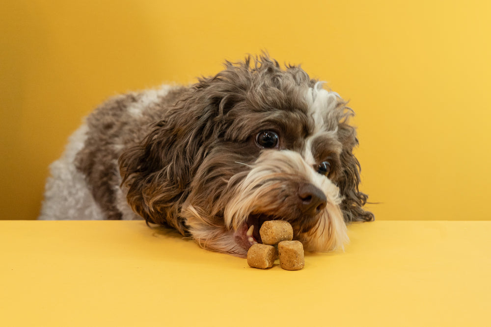 What Makes a Good Supplement for Dogs?
